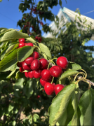 百果园取智利车厘